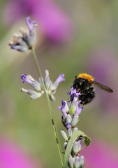 Bumblebee on a flower