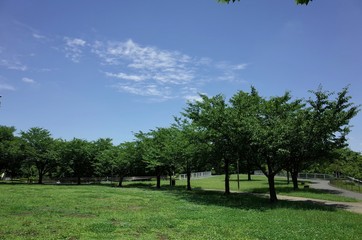 初夏の公園