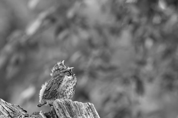 Scream of a young bird - black and white