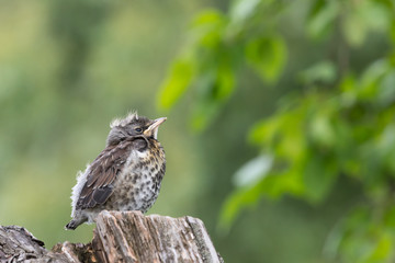 Proud nestling