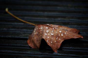 Blatt im Regen