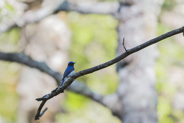 オオルリ(Blue-and-White Flycatcher)