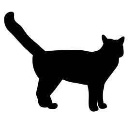 Silhouette of the cat that is coming