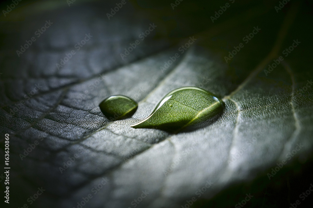 Aufkleber A drop of rain water dew in nature on a dark green leaf background macro in a ray of light.