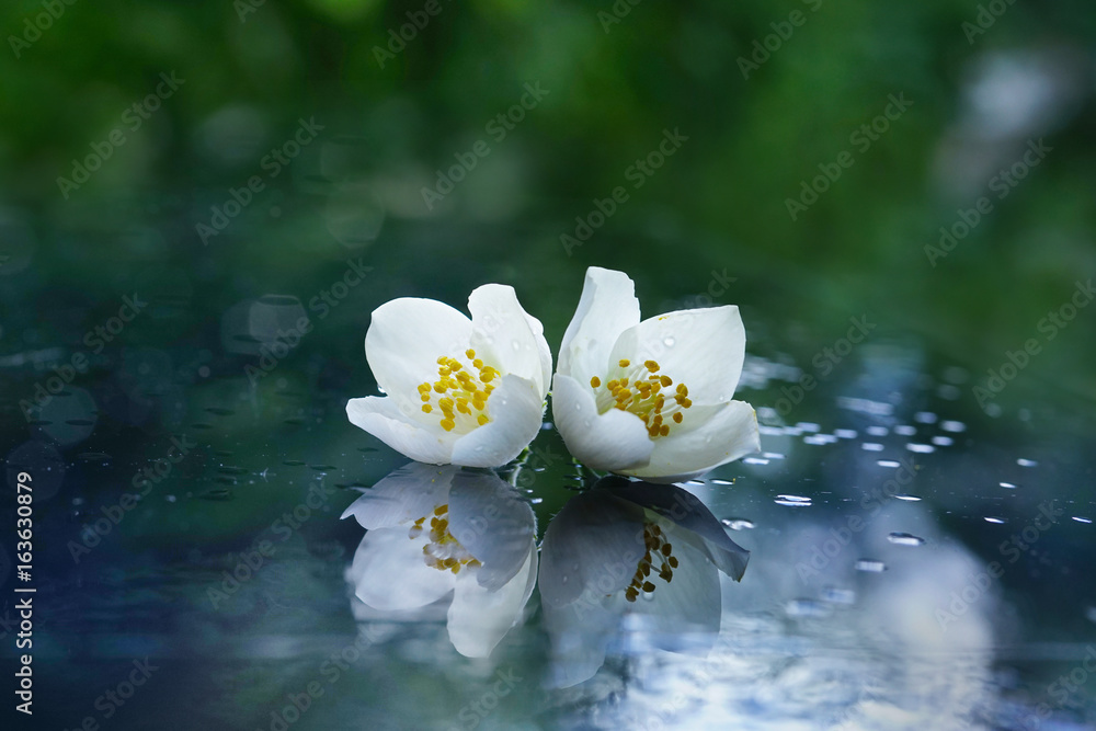 Poster two jasmine flowers after the rain on a mirror surface with a beautiful natural background and refle