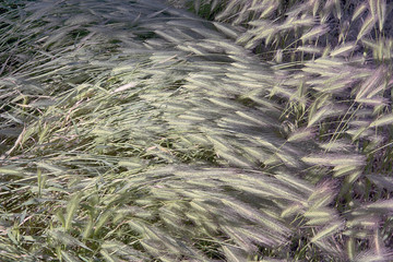 ears of grass
