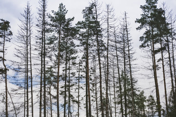 умирающий лес