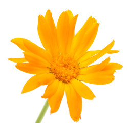 Obraz premium Orange flower