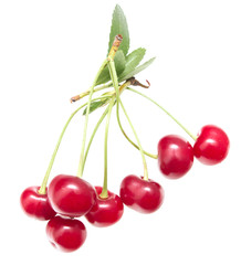 Red cherry on a white background