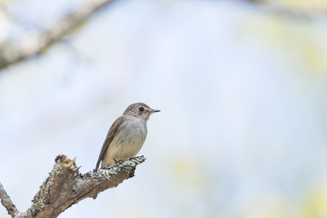 コサメビタキ(Asian brown flycatcher)