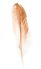 Brown feathers on a white background
