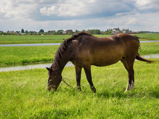 A brown horse one grazes on a meadow near a farm on a sky background
