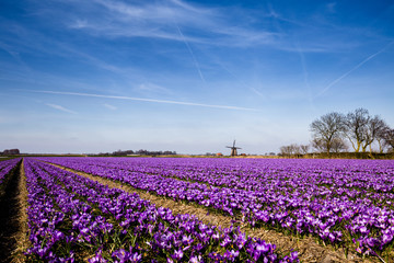 Fototapeta na wymiar Dutch Flower Fields