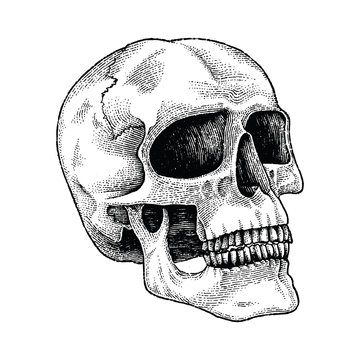 Skull Hand Drawing Engraving Illustration