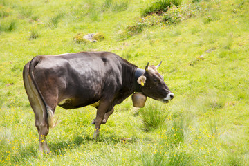 Organic farming wiht happy cows