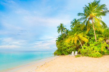 Summer dreams. Tropical island. Indian Ocean. Maldives. White sand beach, palm trees above the...