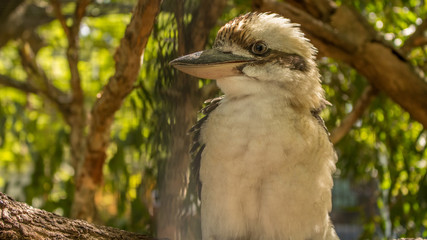 kookaburra