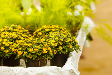 Closeup of beautiful yellow flowers, sanvitalia