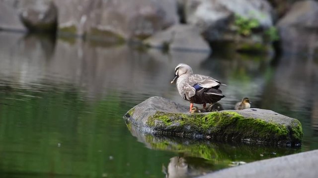 Parenting duck