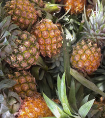 Close-up pineapples background, piled together.