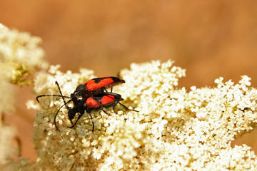 Couple of insects