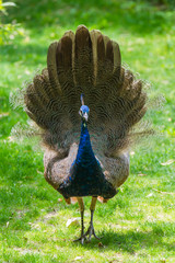 Naklejka premium Peacock, Pavo cristatus, Indian peafowl, head 
