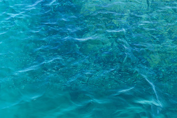 Silver fish in a flock of red sea