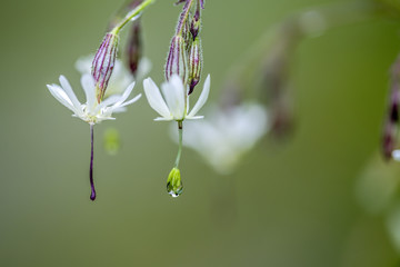 Silene Flowers with Morning Dew