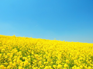 Obraz premium 菜の花咲く江戸川土手風景