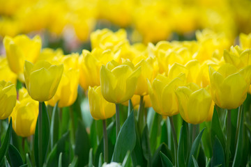 Obraz premium Yellow tulips