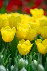 Obraz premium Yellow tulips