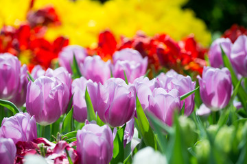 Fototapeta premium Colorful tulips
