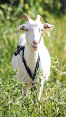 White goat in nature