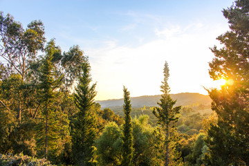 Fototapeta premium SunSet in the woods 2
