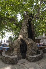 Fototapeta na wymiar Hollow tree trunk in Greece
