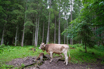 Kuh mit Glocke im Wald