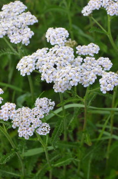 Achillea millefolium - Wild white meadow flowers healing medicinal and decorative herb