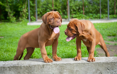 two puppies Dogue de Bordeaux