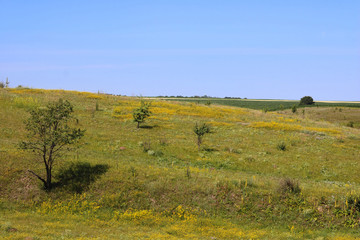 Fototapeta na wymiar Meadows and fields in the summer