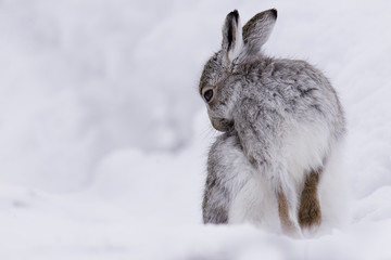 Obraz premium Mountain hare, Lepus timidus, Grooming
