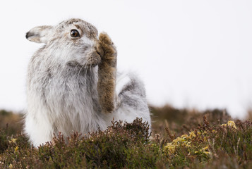 Mountain hare, Lepus timidus, Grooming