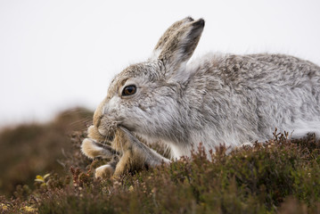 Mountain hare, Lepus timidus, Grooming
