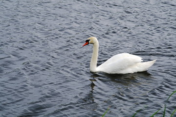 Fototapeta na wymiar Solitary swan floats on the lake