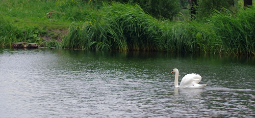 Solitary swan floats on the lake