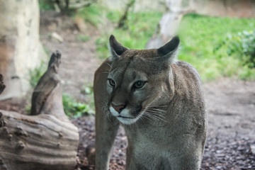 Puma in Nahaufnahme