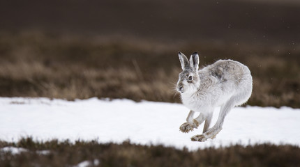 Mountain hare, Lepus timidus, running on snow