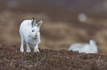Mountain hare, Lepus timidus, running on snow