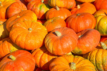 Colorful pumpkins