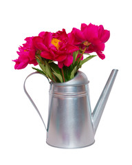 Bouquet of red peonies in watering can isolated on white background