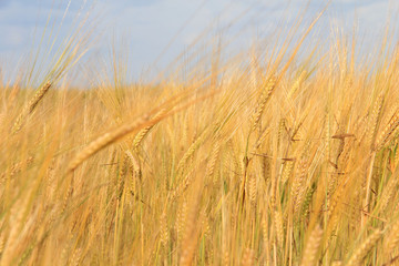 Large field of fresh wheat in countryside